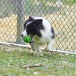 Juguete Mordillo Perros Pelota Dental Porta Alimento